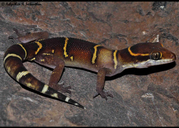 Deccan Bent-toed Gecko