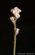 Boerhavia wrightii