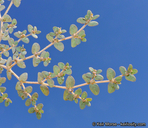 Euphorbia micromera