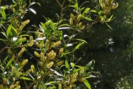 Salix lemmonii