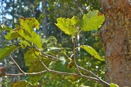 Alnus incana ssp. tenuifolia