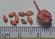 Sorbus scopulina