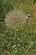 Tragopogon dubius