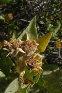 Wyethia mollis