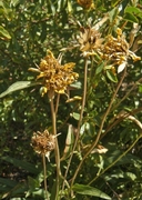 Helianthella californica