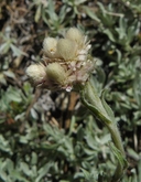 Antennaria rosea ssp. rosea