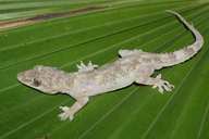 Hemidactylus mabouia