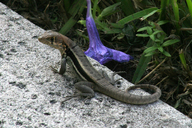 Turks and Caicos Curly-tailed Lizard