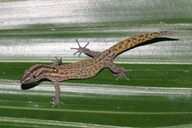 Sphaerodactylus caicosensis