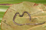 Puerto Rican White-tailed Blind Snake