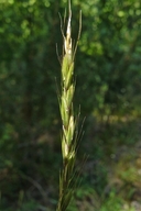 Elymus trachycaulus ssp. trachycaulus