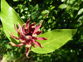 Calycanthus occidentalis