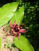 Calycanthus occidentalis