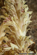 Orobanche parishii ssp. parishii