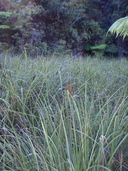 Carex alligata