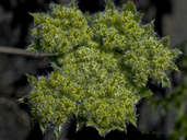 Wooly Fruited Lomatium