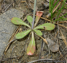 Eriogonum apiculatum