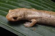 Cocle Salamander