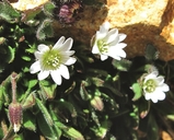 Bering Mouse-ear Chickweed