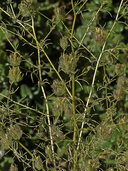 Cordylanthus rigidus ssp. setigerus