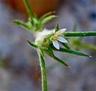 Photo of Eriastrum ertterae