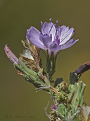 Stephanomeria exigua ssp. coronaria