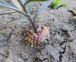 Fritillaria pinetorum