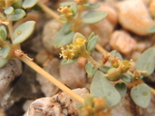 Chamaesyce ocellata ssp. arenicola