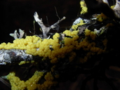 Physarum polycephalum