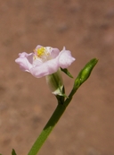 Talinum fruticosum