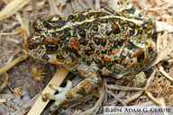 Anaxyrus nelsoni