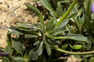 Viola calcarata ssp. villarsiana