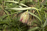 Fritillaria involucrata