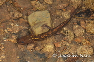 Onychodactylus japonicus