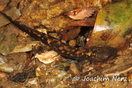 Onychodactylus kinneburi