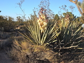 Yucca baccata