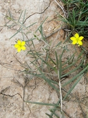 Yellow Flameflower