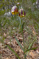 Fritillaria gracilis