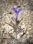 Eriastrum eremicum ssp. eremicum