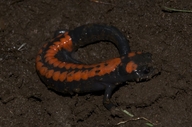 Bell's False Brook Salamander