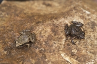 Craugastor pygmaeus