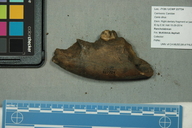 Aenocyon dirus