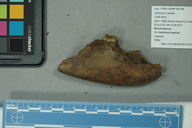 Aenocyon dirus