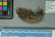 Aenocyon dirus