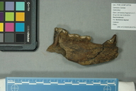 Aenocyon dirus