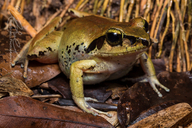 Aglyptodactylus madagascariensis