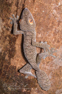 Uroplatus fimbriatus