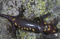 Salamandra salamandra almanzoris