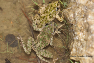 Pelodytes punctatus