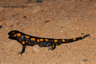Salamandra salamandra longirostris